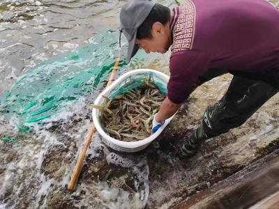 山東萬芝園食用菌科技南蝦越冬生產再獲豐收，趨勢資產管理助推國企高質量發展